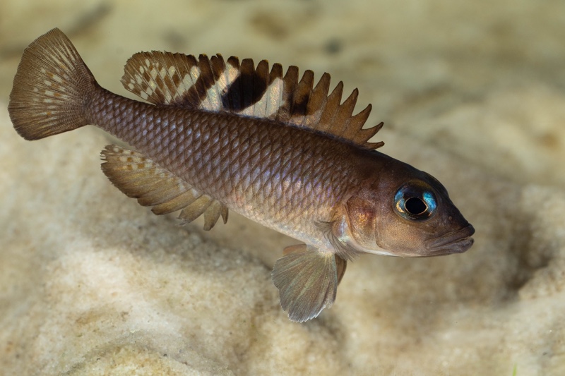 Lamprologus kungweensis 'Burton Bay'